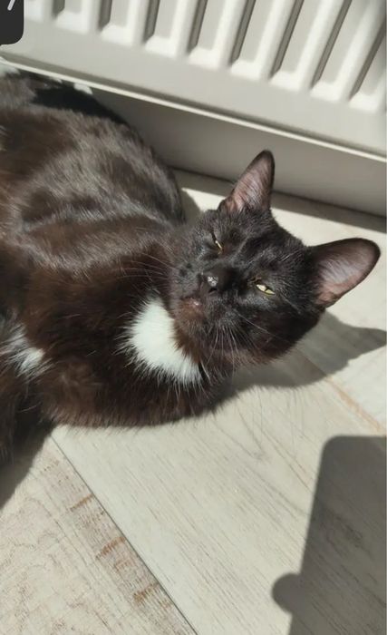 Котенок кот кошка