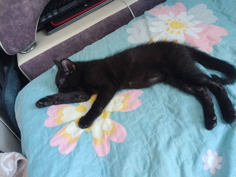 Котенок, отдам в добрые руки