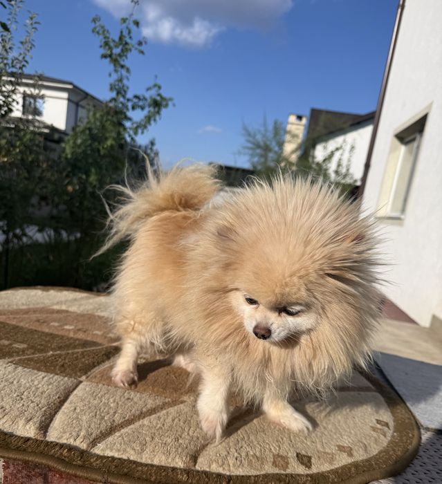 Pomeranian Cu pedigree