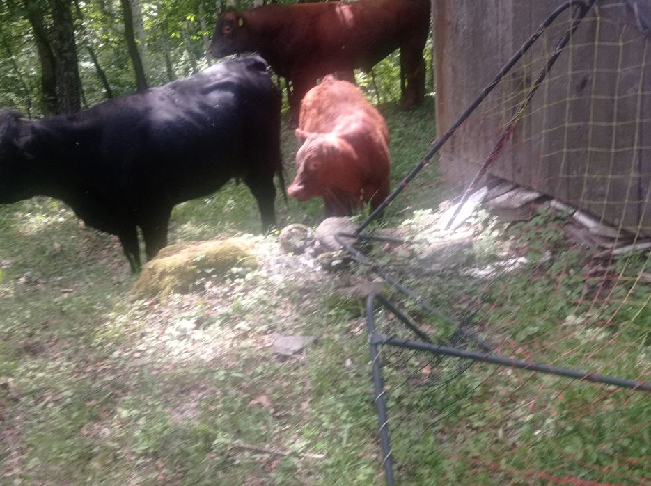 Vând tăuraș  Red Angus