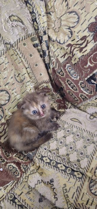Скоттиш фолд девочка