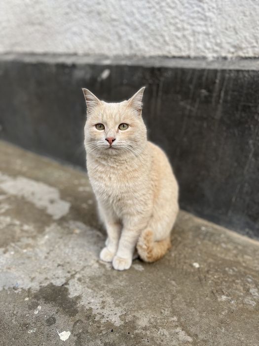 Пропала кошка