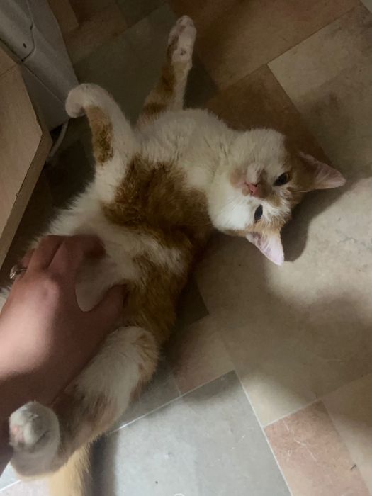 Бесплатно Игривый очень ласковый кот