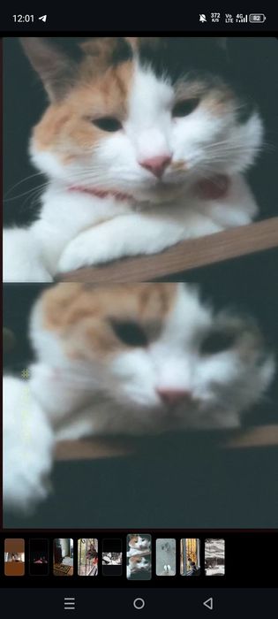 4-yanvar kuni Chirchiq bozorida kim sotvogan bosa manga tel qilila