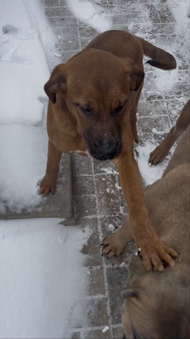 Catelusa spre adoptie