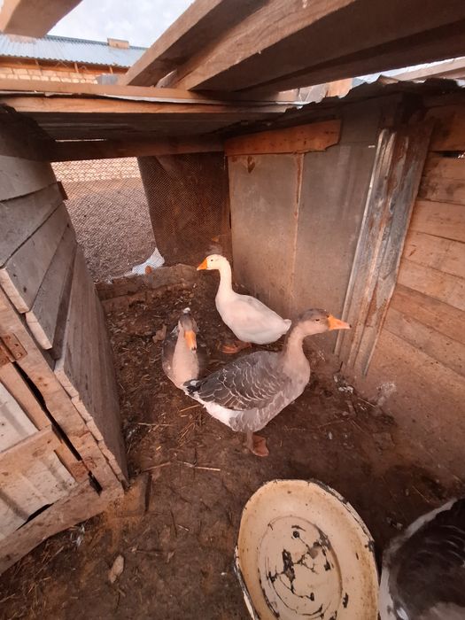 Қаздарды сатамын продам Гусы