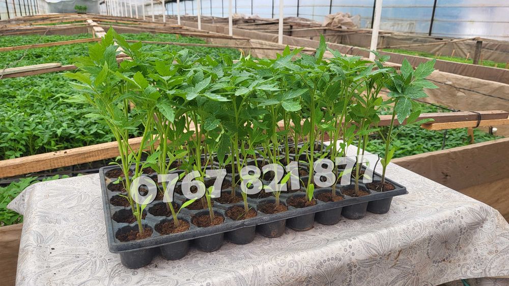 Vand Rasad Rosii Vinete Ardei Castraveti si alte Rasaduri Legume 2026