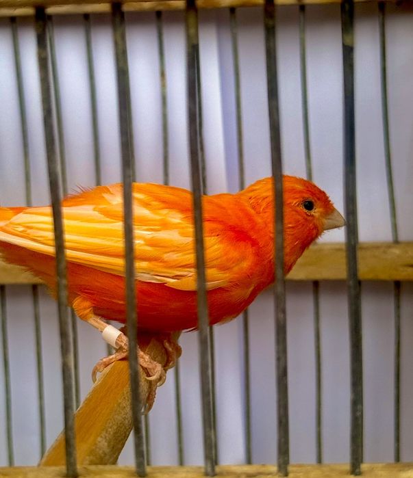 Canari de vanzare