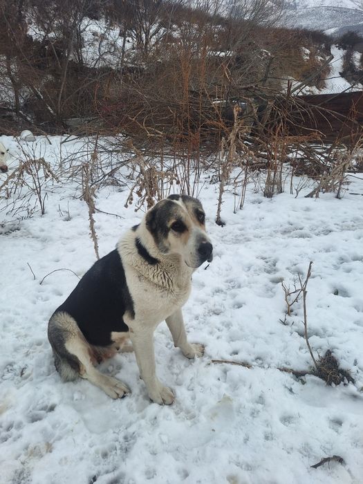 Алабай сатылады  срочно