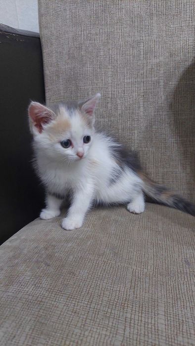 Отдам котенка девочку 1,5 Срочно