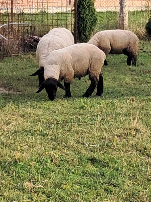 Vindem oi rasa Suffolk