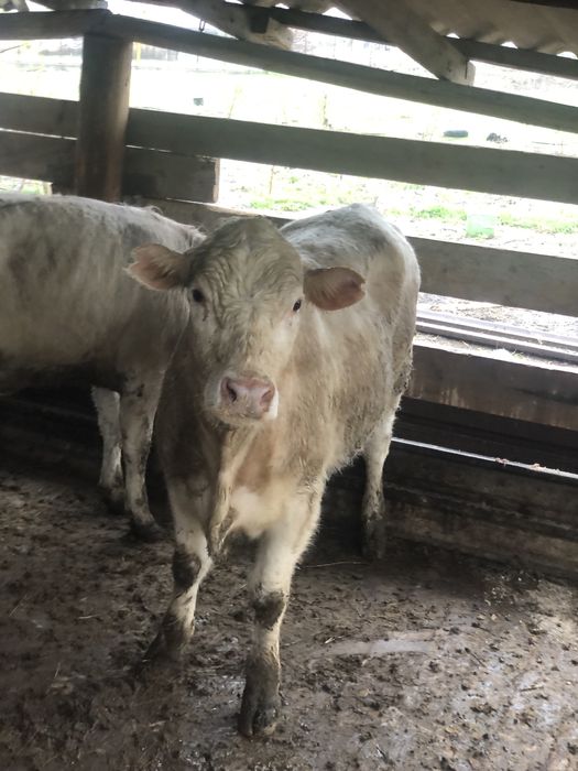 қашарлар сатылады