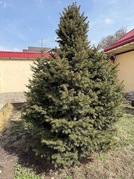 Голубой ель, пихта арча 8 йиллик бўйи 3.5 м жами 7та (самовывоз)