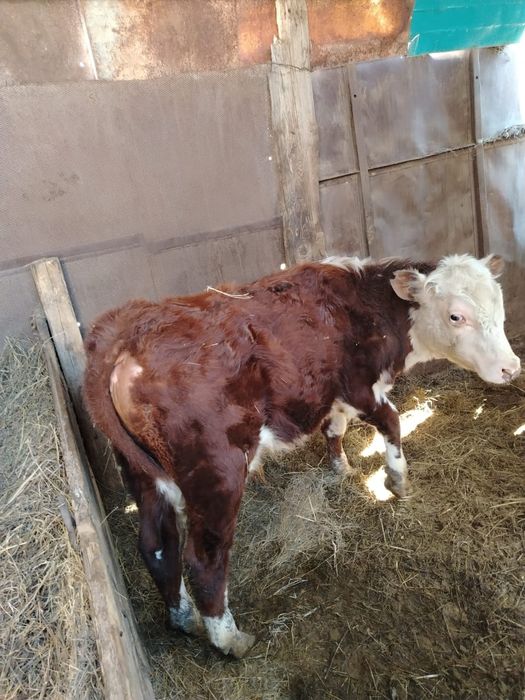 Баспак сатылады еркек