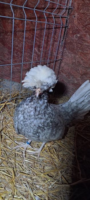 Vand pereche de motata olandeza