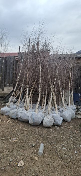 Vând mesteacăn alb la super ofertă