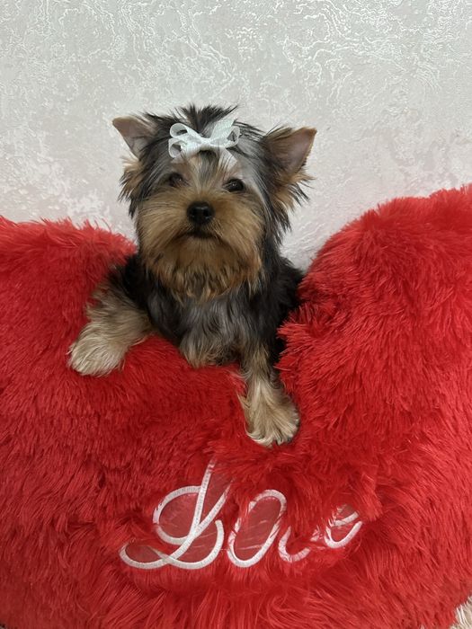 Йорики беби фейс