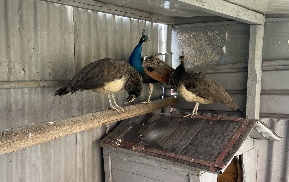 Pauni matur standard 2023