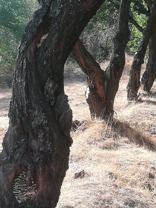 Продам дрова для шашлыка