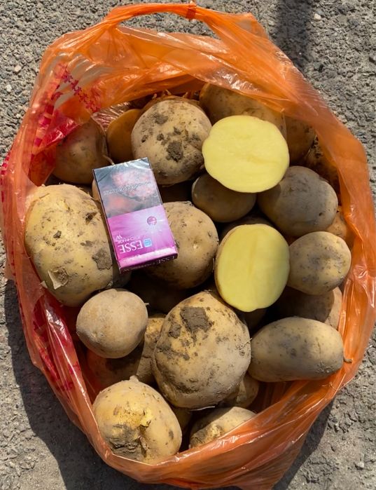 Семена картофеля Коломбо