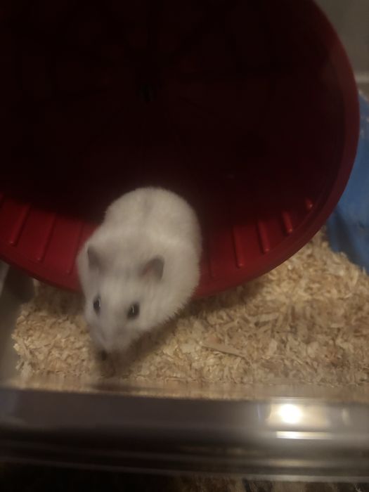 Hamster pitic pui 1 luna