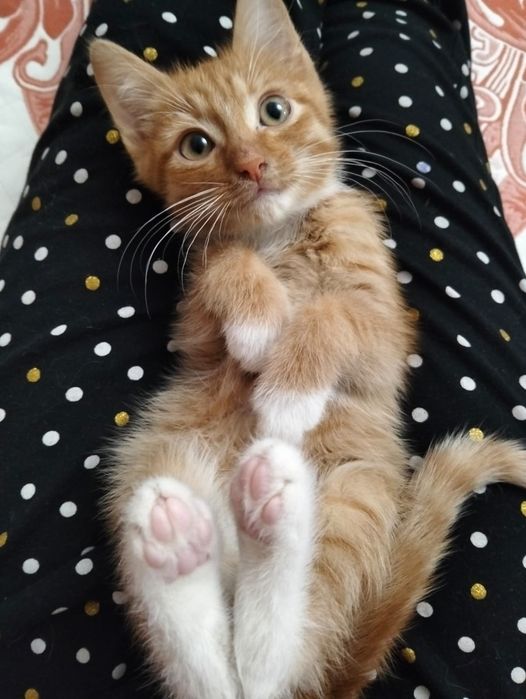 Отдам котёнка в добрые руки