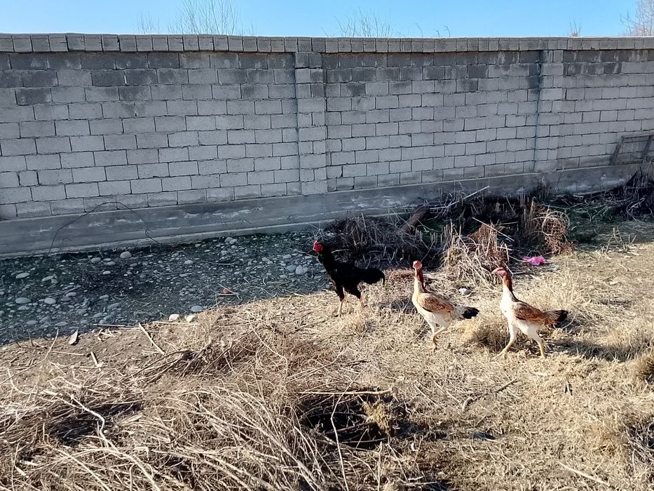 Даканла сотилади.