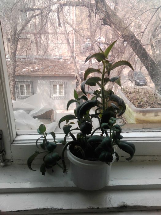 Каланхоэ лечебный