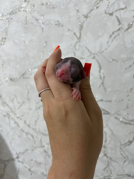 Котята сфинкса мальчики