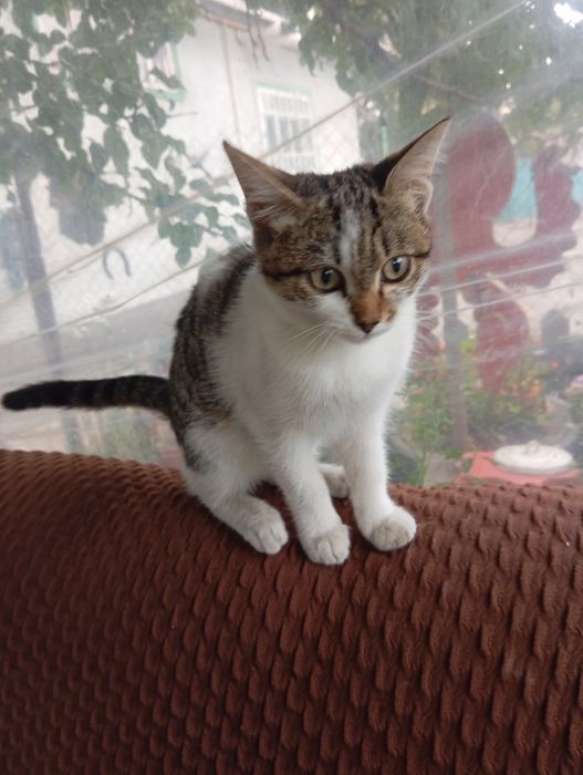 Котятам нужен дом.