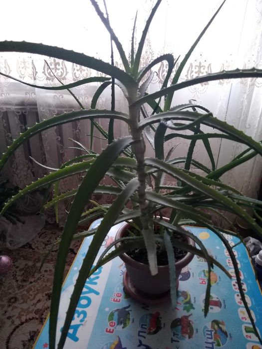 Алоэ лечебный 4года.