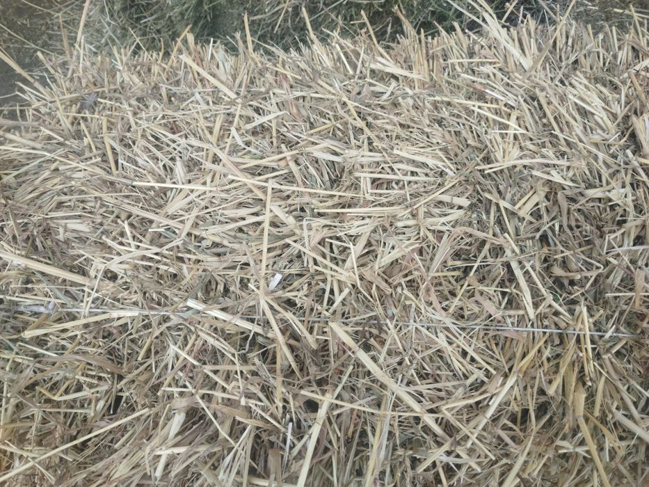 Суданка шоп сатылады