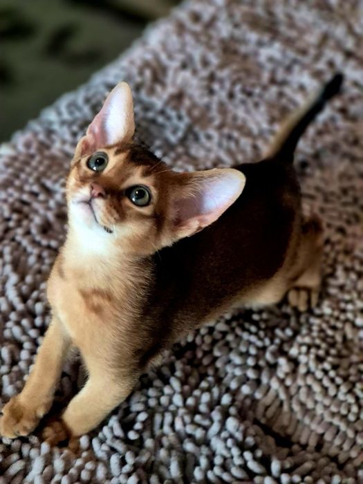 Абиссинский котик