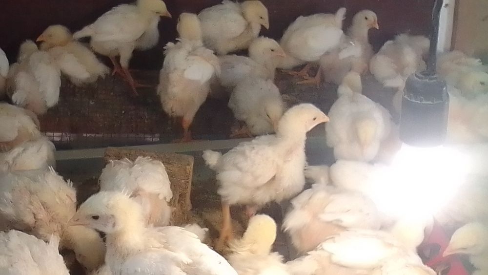 Продам бройлеров шустрые подросшие