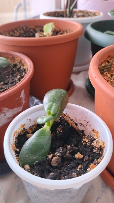 Продам денежное дерево "толстянка"