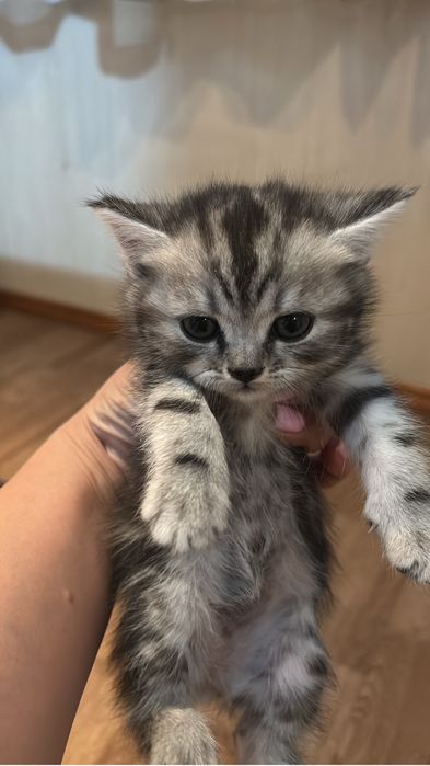 Продам котят пародистых