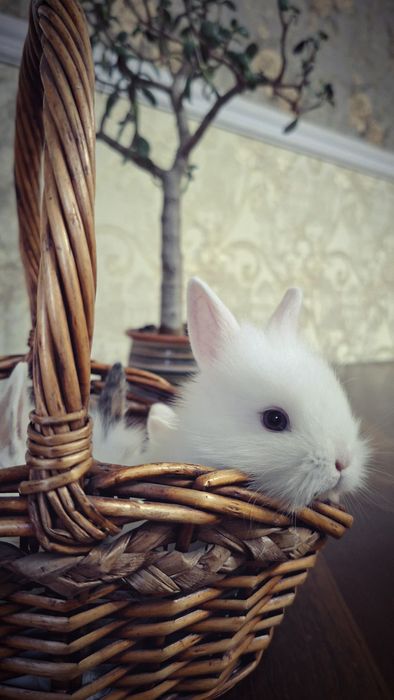 Очаровательные домашние кролики