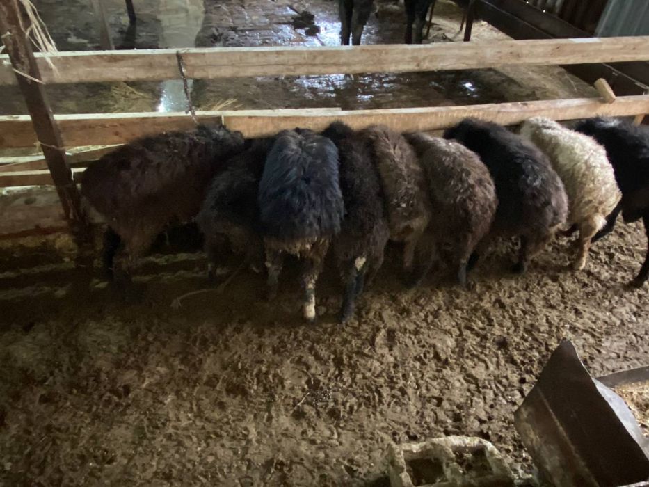 Bugʻoz qoʻy va qoʻchqorlar sotiladi