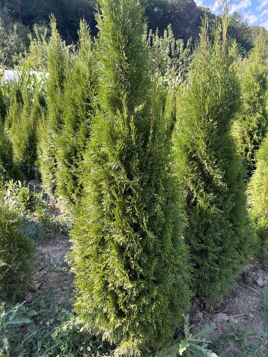 TUIA Naturali Plantatie proprie