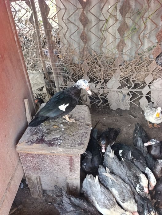 Индоутки продается