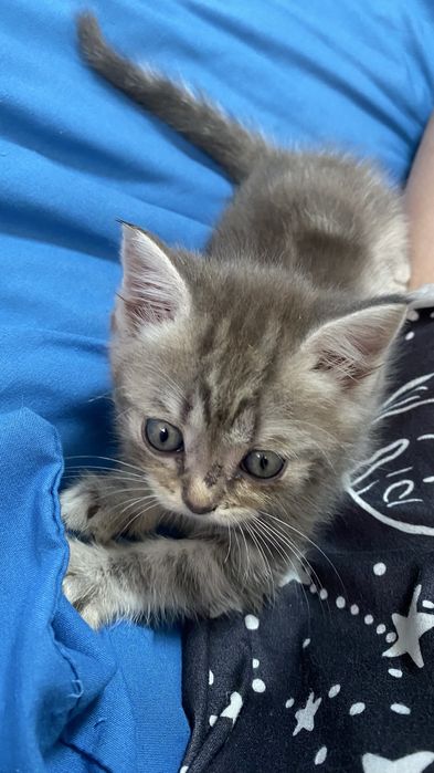 Продам котят породы британец