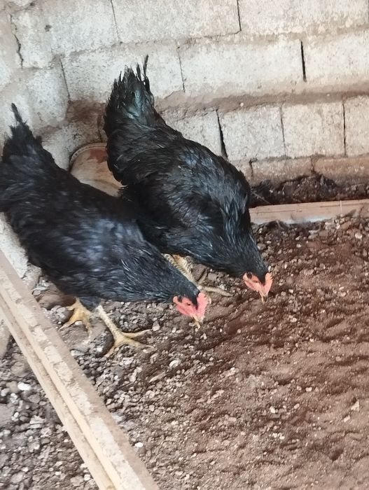 Xoroz joʻja 5 oyli 2 ta 150 mingdan qora shahzoda kelishamiz