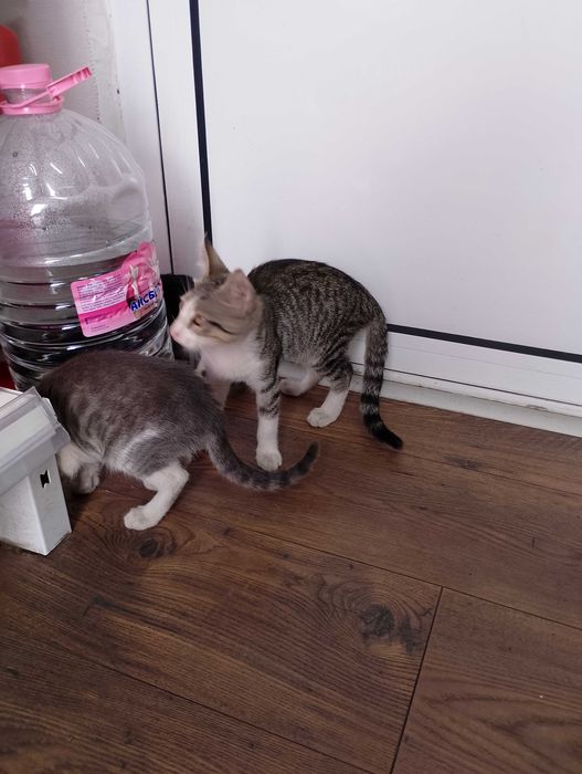Подарявам малки котета