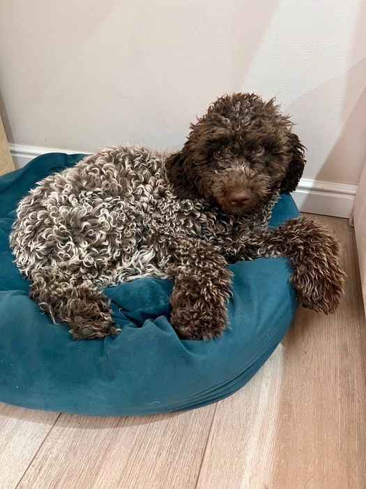 Лаготто-романьоло