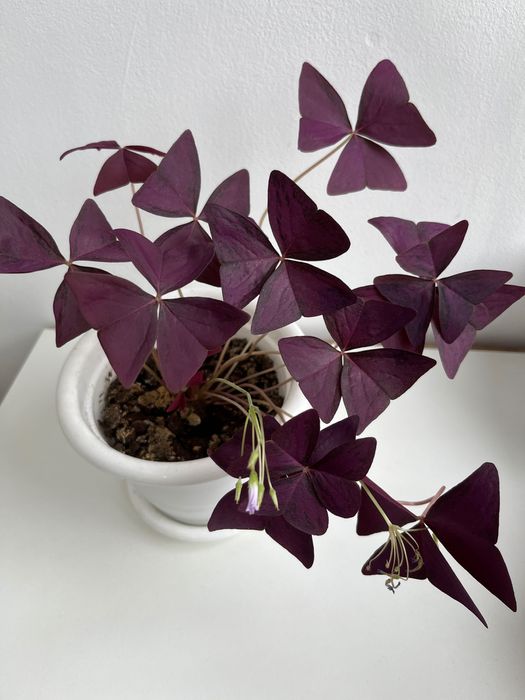 Продается оксалис кислица клевер счастья фиолетовый