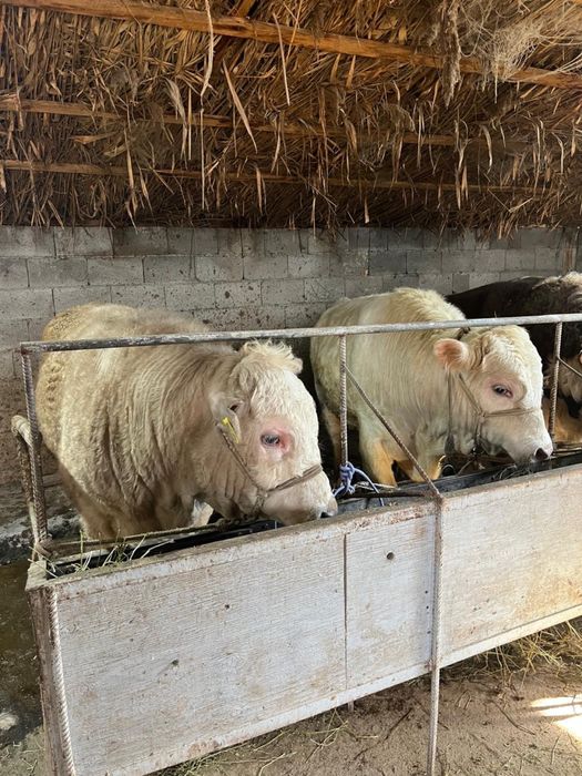 Срочно продаются бычки