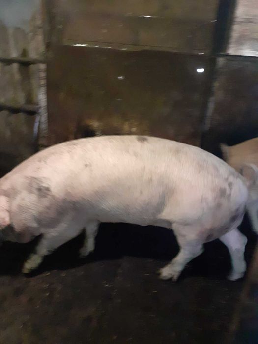 Продавам Прасета