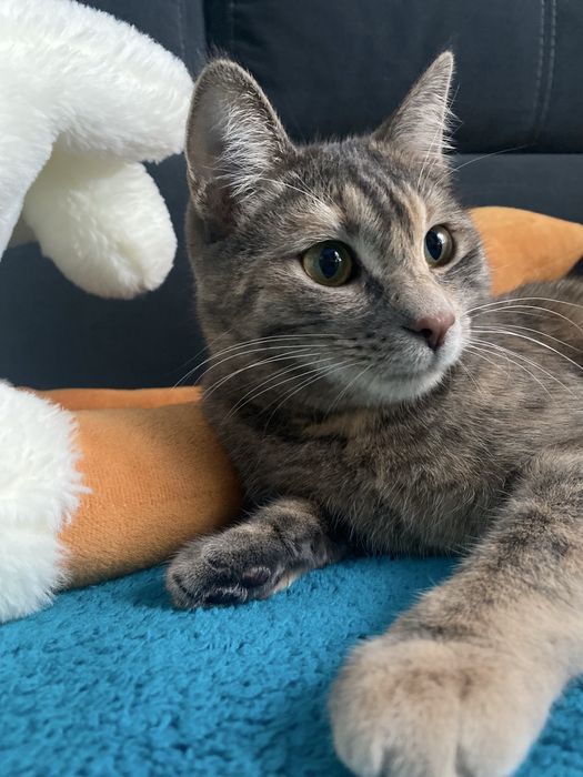 Котенку нужен дом