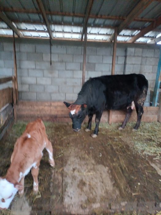 Корова с телёнком