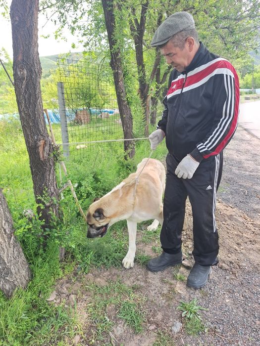 Алабай продаётся